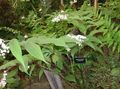 ホワイト 庭の花 谷の偽ユリ、谷の野生のユリ、二葉偽アマドコロ, Maianthemum フォト, 栽培 と 説明, 特性 と 成長