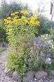 geel Valse Zonnebloem, Ox-Eye, Zonnebloem Heliopsis, Heliopsis helianthoides foto, teelt en beschrijving, karakteristieken en groeiend