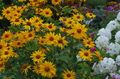 Foto Falsche Sonnenblume, Ox-Eye, Sonnenblumen Heliopsis Beschreibung, Merkmale und wächst