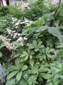 vit Featherleaf Rodgersia, Rodgers Blomma Fil, uppodling och beskrivning, egenskaper och odling