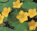 gul Have Blomster Flydende Hjerte, Vand Frynser, Gul Vand Snefnug, Nymphoides Foto, dyrkning og beskrivelse, egenskaber og voksende