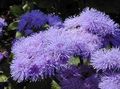lilac Floss Flower, Ageratum houstonianum Photo, cultivation and description, characteristics and growing
