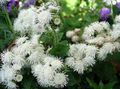 white Floss Flower, Ageratum houstonianum Photo, cultivation and description, characteristics and growing
