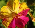 fialový Záhradné kvety Štyri Hodiny Zázrak Peru, Mirabilis jalapa fotografie, pestovanie a popis, vlastnosti a pestovanie