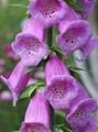 lila Flores de jardín Dedalera, Digitalis Foto, cultivo y descripción, características y cultivación