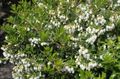 blanco Flores de jardín Gaultheria, Mostajo Foto, cultivo y descripción, características y cultivación