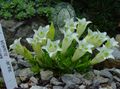 beyaz Bahçe Çiçekleri Centiyana, Söğüt Yılan Otu, Gentiana fotoğraf, yetiştirme ve tanım, özellikleri ve büyüyen