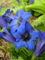 sinine Aias Lilli Emajuur, Paju Emajuure, Gentiana Foto, kultiveerimine ja kirjeldus, omadused ja kasvav