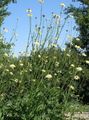 Foto Riesen-Witwenblume Beschreibung, Merkmale und wächst