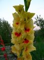 Foto Gladiole Beschreibung, Merkmale und wächst