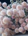 pink Garden Flowers Globe Amaranth, Gomphrena globosa Photo, cultivation and description, characteristics and growing