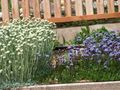 svetlo modra Vrtno Cvetje Globus Daisy, Globularia fotografija, gojenje in opis, značilnosti in rast