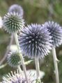 lichtblauw Tuin Bloemen Globe Distel, Echinops foto, teelt en beschrijving, karakteristieken en groeiend