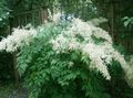 hvit Hage blomster Goatsbeard, Aruncus dioicus Bilde, dyrking og beskrivelse, kjennetegn og voksende