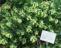 黄 庭の花 ゴールデンドロップ, Onosma フォト, 栽培 と 説明, 特性 と 成長