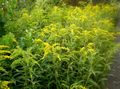 dzeltens Dārza Ziedi Goldenrod, Solidago Foto, audzēšana un apraksts, raksturlielumi un augošs