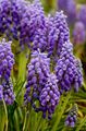 violett Trädgårdsblommor Druva Hyacint, Muscari Fil, uppodling och beskrivning, egenskaper och odling