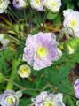 Photo Hardy geranium, Wild Geranium description, characteristics and growing