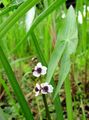 bela Vrtno Cvetje Hawaii Arrowhead, Japonski Arrowhead, Sagittaria fotografija, gojenje in opis, značilnosti in rast