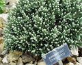 ホワイト 庭の花 ヘリクリサムのPerrenial, Helichrysum フォト, 栽培 と 説明, 特性 と 成長