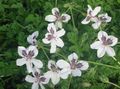 white Garden Flowers Heron's Bill, Stork's Bill, Erodium Photo, cultivation and description, characteristics and growing