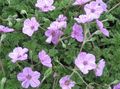 lilac Garden Flowers Heron's Bill, Stork's Bill, Erodium Photo, cultivation and description, characteristics and growing
