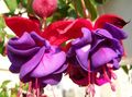 púrpura Flores de jardín Fucsia Madreselva, Fuchsia Foto, cultivo y descripción, características y cultivación