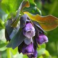 Foto Honeywort, Blau Garnelen Pflanze, Blau Wachsblume Beschreibung, Merkmale und wächst