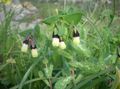 foto Honeywort, Blauw Garnalen Plant, Blauwe Wax Bloem beschrijving, karakteristieken en groeiend