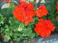 червоний Садові Квіти Пеларгонія, Pelargonium Фото, вирощування і опис, характеристика і зростаючий