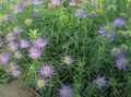 Photo Horned Rampion description, characteristics and growing