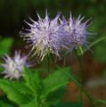 lila Flores de jardín Verdezuelas Cuernos, Phyteuma Foto, cultivo y descripción, características y cultivación