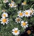 white Garden Flowers Ialian Aster, Amellus Photo, cultivation and description, characteristics and growing