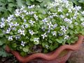 ホワイト 庭の花 Ionopsidium Acaule フォト, 栽培 と 説明, 特性 と 成長