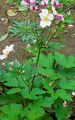Photo Japanese Anemone description, characteristics and growing