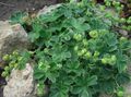 Photo Lady's mantle description, characteristics and growing