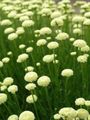Foto Lavendel Baumwolle, Heilige Kraut, Boden Zypressen, Petite Zypressen, Grünen Heiligenkraut Beschreibung, Merkmale und wächst
