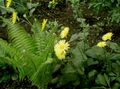 жовтий Садові Квіти Доронікум Східний, Doronicum orientale Фото, вирощування і опис, характеристика і зростаючий