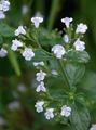lilac Garden Flowers Lesser calamint, Calamintha Photo, cultivation and description, characteristics and growing