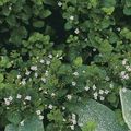 halványlila Kerti Virágok Kisebb Calamint, Calamintha fénykép, termesztés és leírás, jellemzők és növekvő