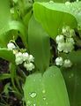 白 园林花卉 铃兰，可钟，圣母的眼泪, Convallaria 照, 养殖 和 描述, 特点 和 成长