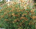orange Gartenblumen Löwenohr, Löwenschwanz, Wild Dagga, Leonotis leonurus Foto, Anbau und Beschreibung, Merkmale und wächst