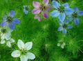 Photo Love-in-a-mist description, characteristics and growing