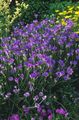 violett Trädgårdsblommor Kärlek Växt, Cupids Pil, Catananche Fil, uppodling och beskrivning, egenskaper och odling
