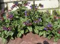 Photo Lungwort description, characteristics and growing