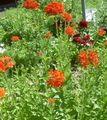 rosso I fiori da giardino Croce Maltese, Croce Di Gerusalemme, L'orgoglio Di Londra, Lychnis chalcedonica foto, la lavorazione e descrizione, caratteristiche e la coltivazione