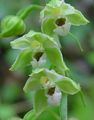 groen Tuin Bloemen Moeraswespenorchis, Moeras Epipactis foto, teelt en beschrijving, karakteristieken en groeiend