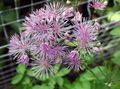 lilac Garden Flowers Meadow rue, Thalictrum Photo, cultivation and description, characteristics and growing