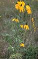 Photo Mexican Hats, Grey Headed Coneflower, Upright Prairie Coneflower, Yellow Coneflower, Red Hats description, characteristics and growing