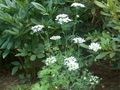 biely Záhradné kvety Minoan Čipky, Biela Čipka Kvet, Orlaya fotografie, pestovanie a popis, vlastnosti a pestovanie